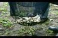 ZWP 1 - Weging (2)