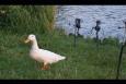 47 - Nieuwsgierige waterbewoner