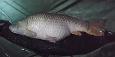 33 - stek 3 - 9,0 kg - Joeri Vernaeve