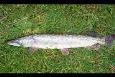 Snoek 95cm Dhr. de Bruijne (3)