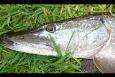 Snoek 95cm Dhr. de Bruijne (4)